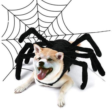 Kjæledyr Halloween Glad Edderkopp Brystsele M