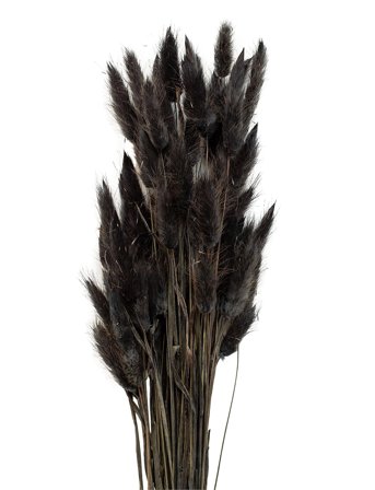 Dried Flowers Lagurus Ash Black Cooee Design
