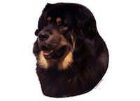Tibetansk mastiff - klistremerker