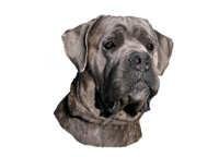 Cane Corso - klistremerker