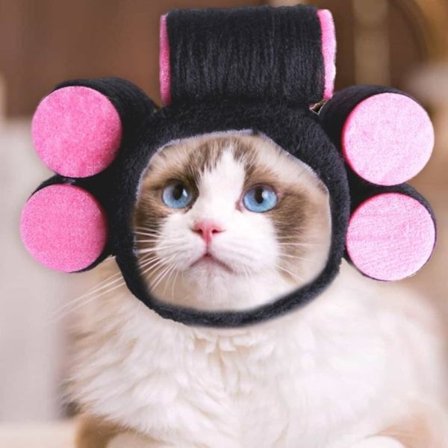 Klänningar Pet Hattar Lockigt hår Pet Hat