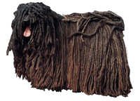 Ungarsk puli - klistremerker