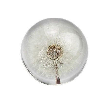 Ekte løvetann-papirvekt, løvetann i harpiksball i gaveeske