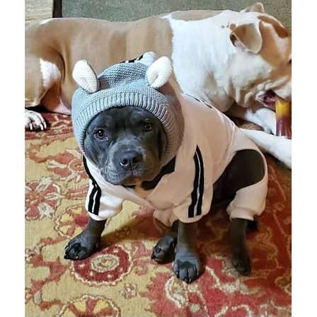 Quiet Ears For Dogs Neck And Ear Protection For Pet Dog Ear Muffs Noise Protection Pets Warmer Hood