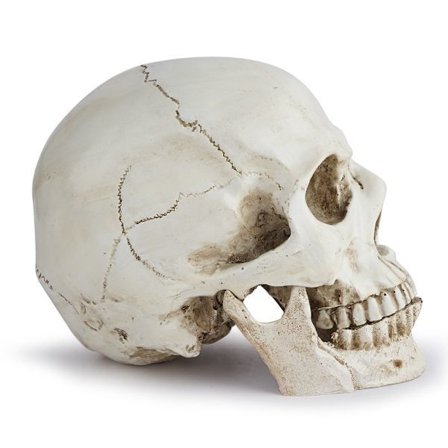 Anatomisk Skallemodell - Realistisk Menneskeskalle i Resin - Livsstørrelse Kraniedekorasjon kompatibel med Medisinsk Anatomi, A