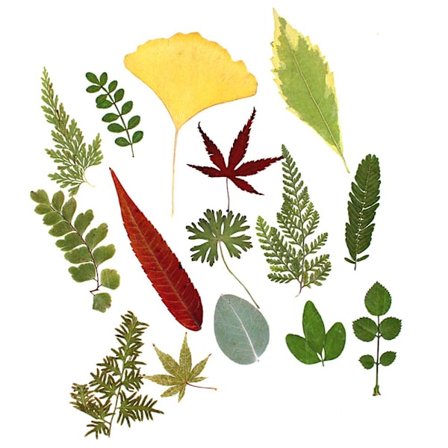 Ægte planteprøve tørrede blomster assorterede naturlige tørrede blade til pressede blade Kunsthåndværk Dekoration