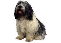 Polish Lowland Sheepdog -Pon - klistremerker