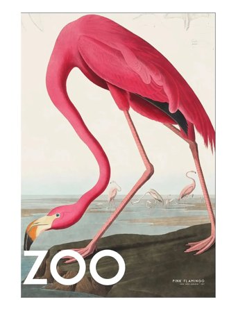 Poster & Frame A.p. Atelier - The Zoo Collection — Pink Flamingo — Edt. 002 - Pink - 50X70CM