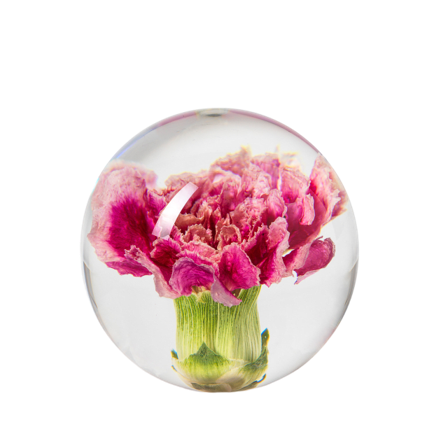 In Flore Carnation Pappersvikt Inredningsdetaljer Rosa