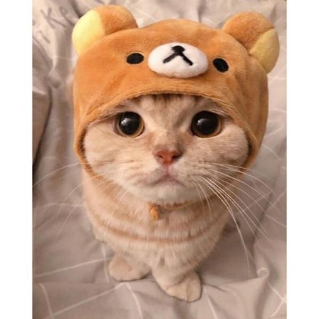 30 x 40 cm, vårt chapeau chaton Diamond Painting Broderie Diama