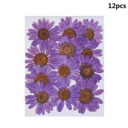 12 St Naturliga Pressade Daisy Torkade Blommor Hänge Halsband Diy