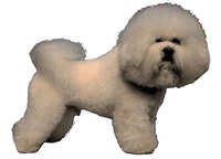 Bichon frisé - klistremerker
