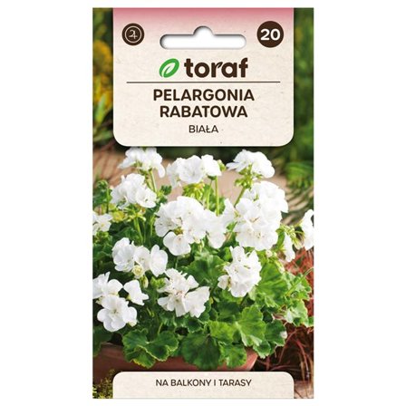 Zonal geranium siemen valkoinen - Upea kukinta ruukkuihin ja sänkyihin