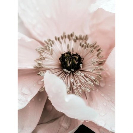 Vallmoens Skönhet Affisch 50×70 CM