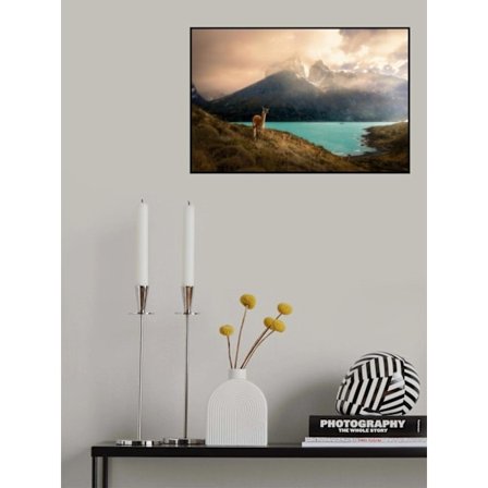 Alpaca At Torres Del Paine Ii