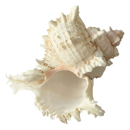 Naturlig snäcka fisk tank prydnad snäckskal akvarium dekor fisk tank dekoration(14X12CM,Vit)