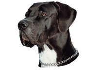 Grand danois svart & hvit - klistremerker