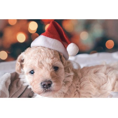 10 Små Juleplysj Nisseluer til Kjæledyr Hund Katt Lue God Jul Hjemmedekorasjoner Cap Noel Navidad Godt Nyttår Gave