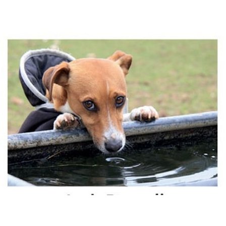 Kevin Milner Jack Russell Landsbygdens Hälsningskort En Storlek M