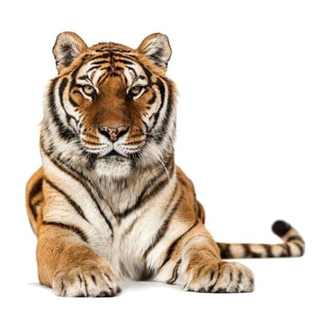 3D Tiger -seinätarra Vivid Tiger Decals 1 1