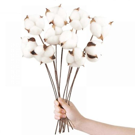 10-pak Naturlige Bomuldsblomster Tørrede Blomster Bomuldsstængel Naturlig Blomst Falske Bomuldsgrene Falske