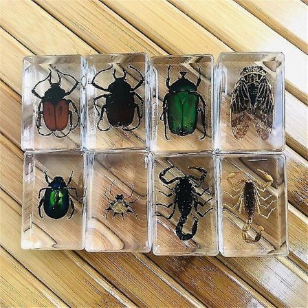 8PCS Handmade Resin Insect Specimen