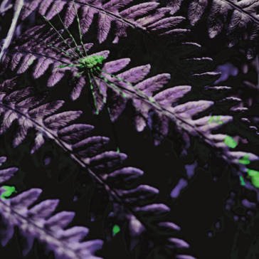 Gloom parasite PARKING DANCE