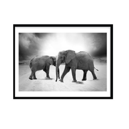 Poster Elefant foto A4