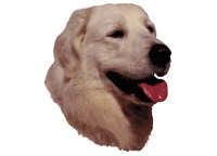 Ungarsk kuvasz - klistremerker