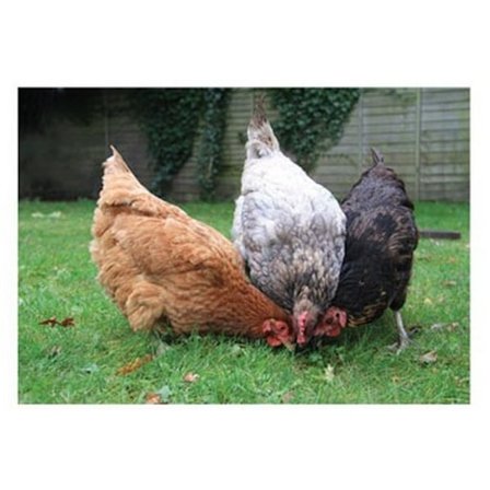 Kevin Milner Happy Chickens Countryside Gratulationskort En Storlek