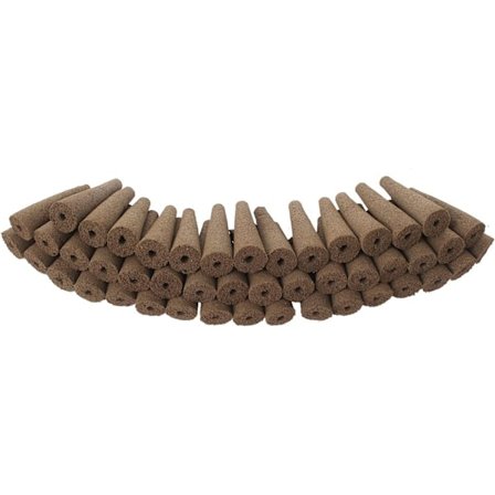 Plante Svamp, Rotvekst Svamp, Generasjon Planter Starter Erstatning