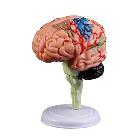 4d Adskilt Anatomisk Menneskelig Hjerne Model Anatomi Medicinsk Undervisningsværktøj Statuer