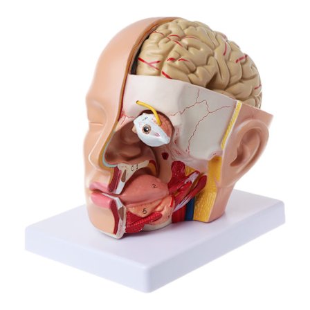 Menneskelig anatomi for hoved, kranie, hjerne, cerebral arterie, anatomisk model til undervisning