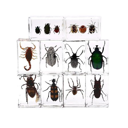 10 vackra insektsprover i kristallharts insektsamling papper olika insektsprover P
