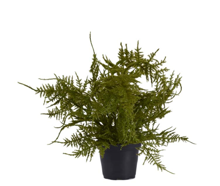 Mr Plant Kunstig Plante Plumosus 30cm