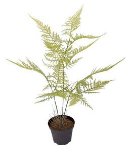 Konstväxt Plumosus Grön - Natur & blommor - Linea