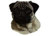 Mops - klistremerker