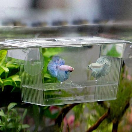 Akvariefisk Akvarium Guppy Dobbelt Opdræt Yngel Opdræt Fælde B