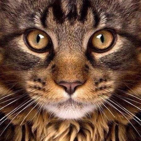 #Sød kat tæt på (30 * 40 1 stk) Broderi Diamantmaleri#