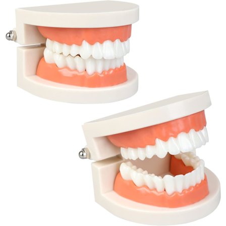 2 kpl Standard Hammasmalli Hammashoidon Malli, Lapsen Harjauksen Opetusdemonstraatio Tutkimus Vääri Anatomisia Opetukseen