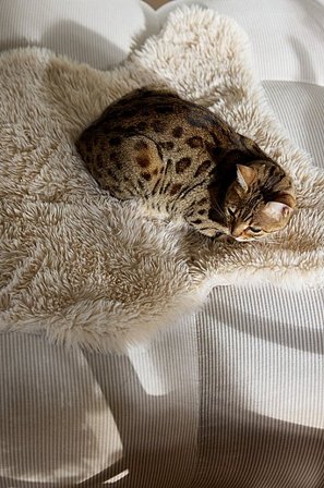 Jotex - Sztuczne Futro Beżowy - MANI - Kup Akcesoria dla zwierząt firmy Jotex