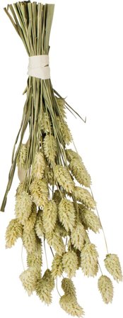 Jr Farm Kanarifrø - 20g