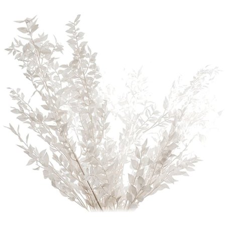 45cm Tørrede Forever Preserved Ruscus Blomster DIY Blomsterdekoration Tørret Blomsterbuket til Bryllup Hjemmeindretning