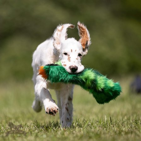 Doggie-Zen Knitrende Kaktus Hundeleke - 35cm