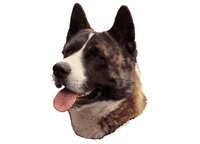 American akita brindle - klistremerker