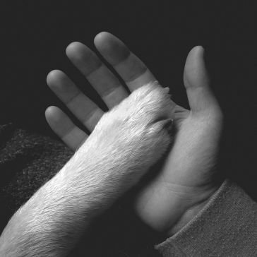 Tasha sits close to thepiano JAWS OF LOVE.