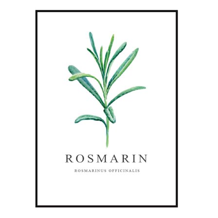 Poster Rosmarin A4