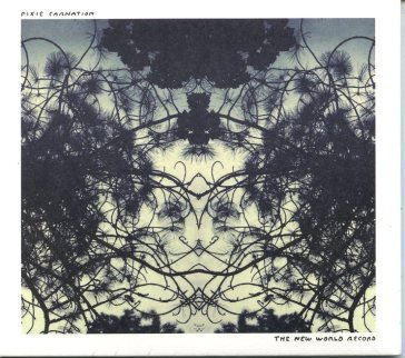 The new world record PIXIE CARNATION