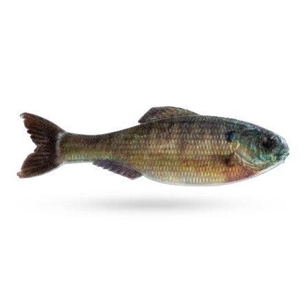 6th Sense Panorama 3,5'' 8,8cm (6-Pack) - Live Bluegill DC
