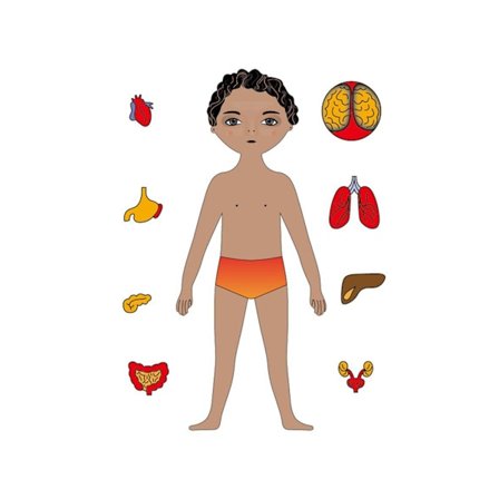 Trepuslespill Gjenbrukbar Glatt Overflate Klar Farge Menneskelig Anatomi Puslespill Tidlig Pedagogiske Leker for Daglig Underholdning 6#